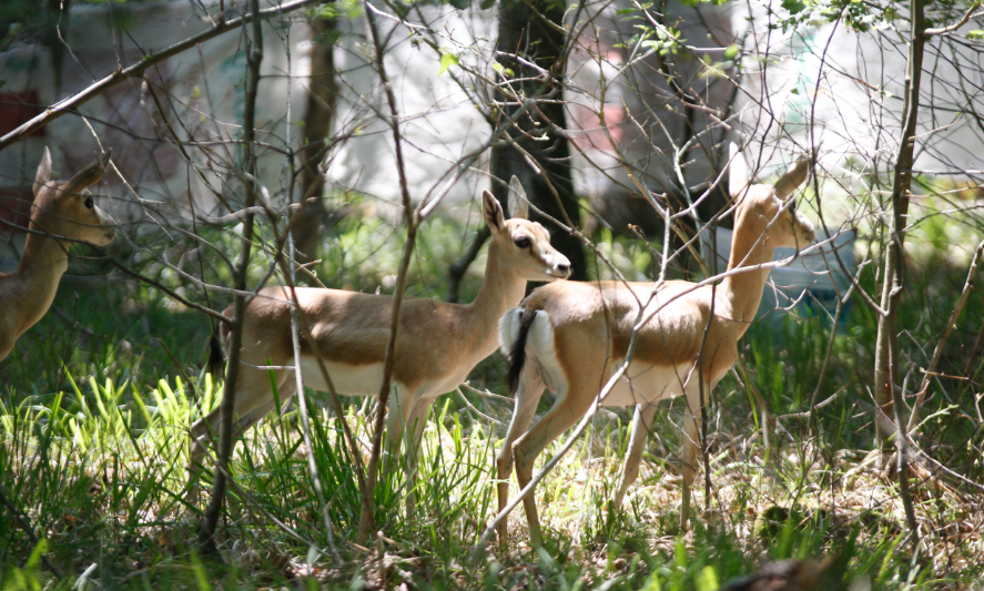 Hayvan türevleri çoğalıyor
