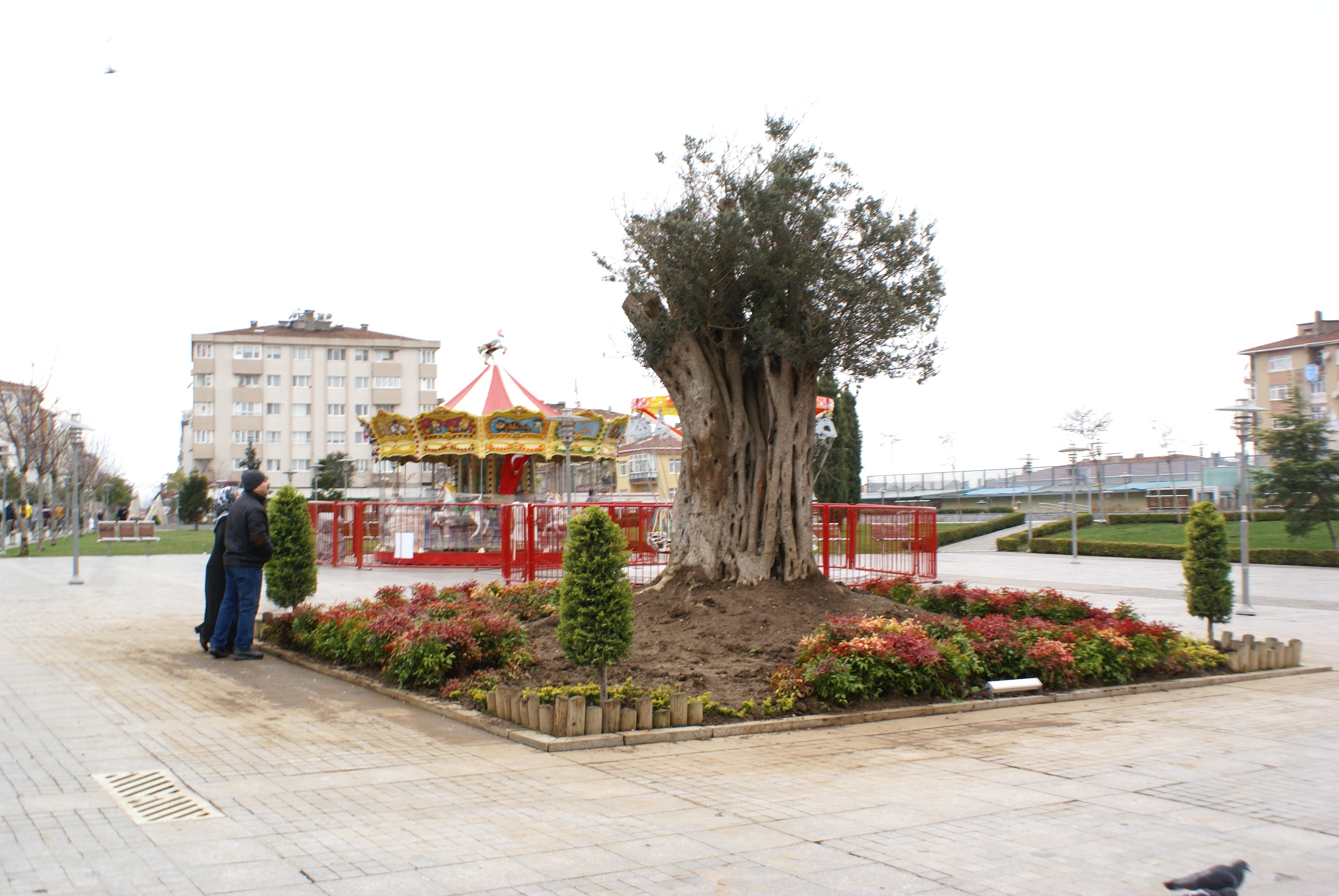 Meydana tarihi zeytin ağacı!