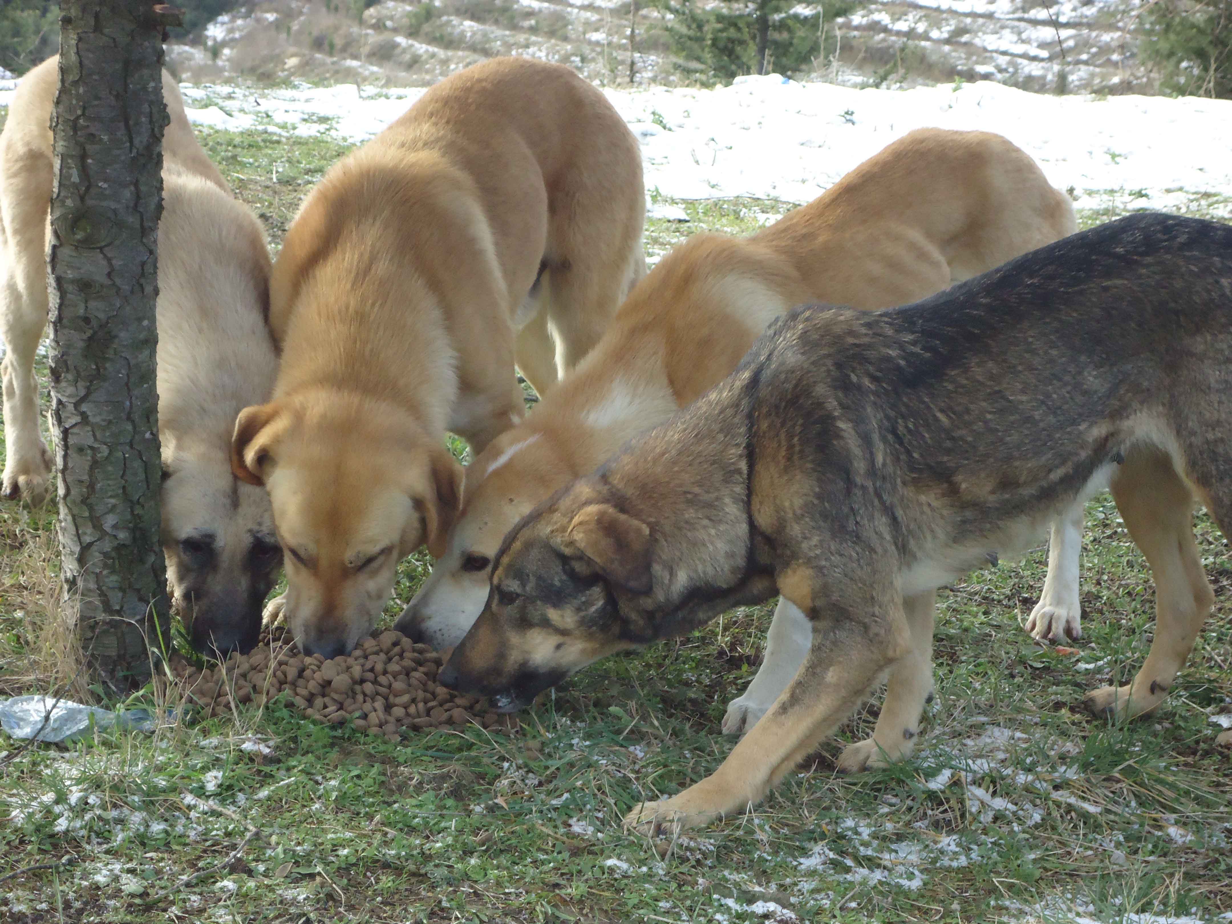 Sokak hayvanlarına mama