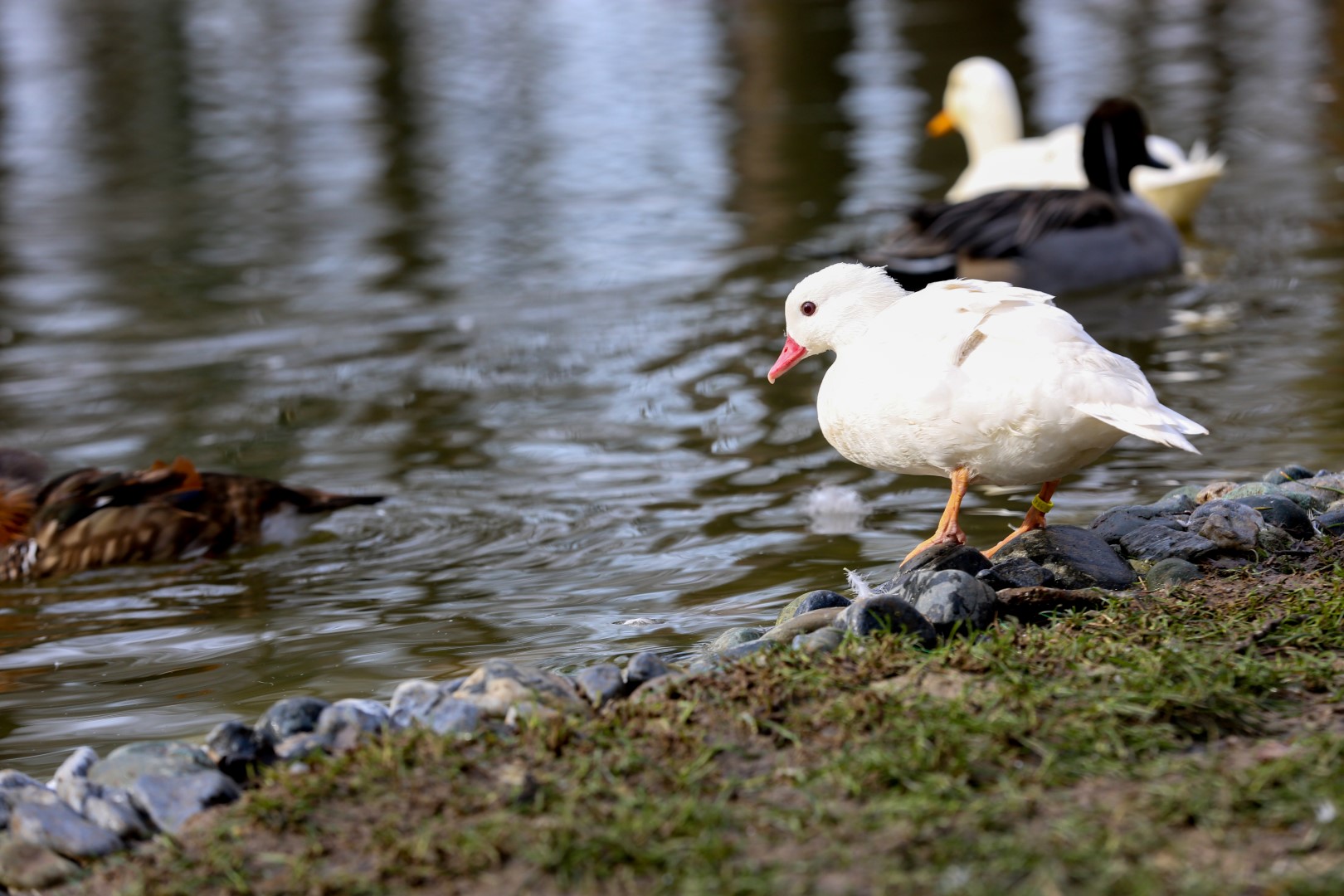 Avrupa’nın en büyük doğal yaşam parkı Kocaeli’de