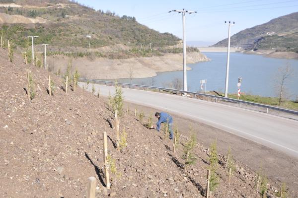 Heyelan bölgesine 4 bin 500 fidan