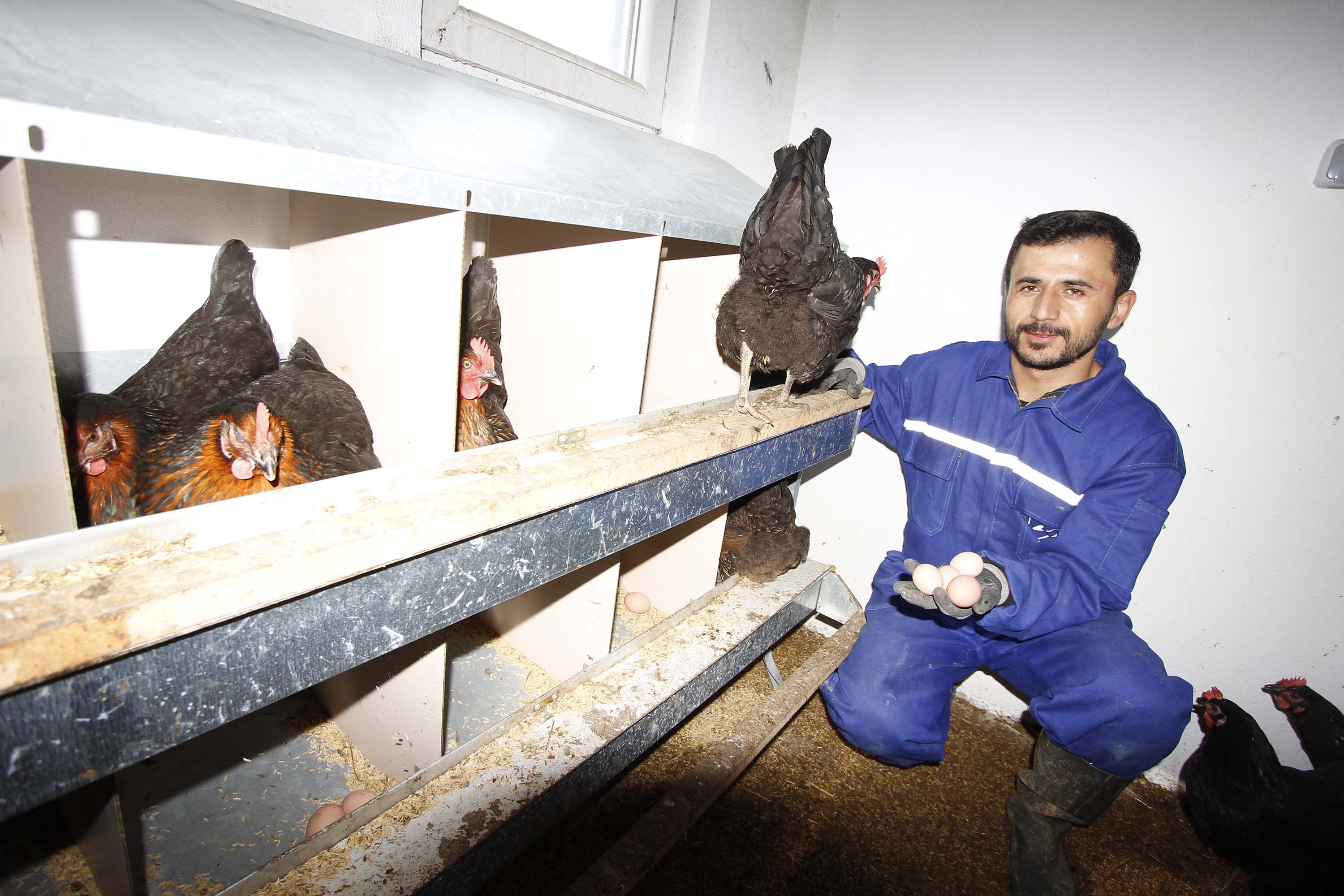 Hibeyle tavuk yetiştiriyor