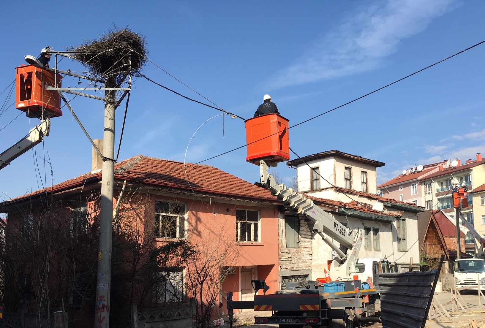 Leylek yuvasını koruda