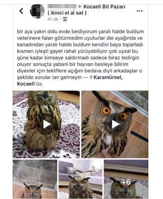 Baykuşu sosyal medyada satışa çıkardı