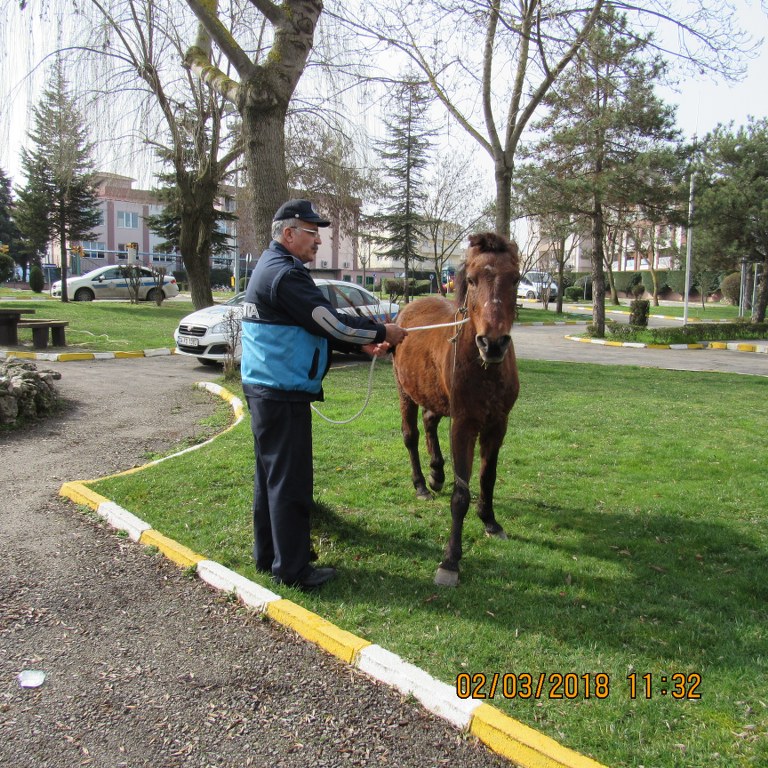 Başıboş atlar toplanıyor