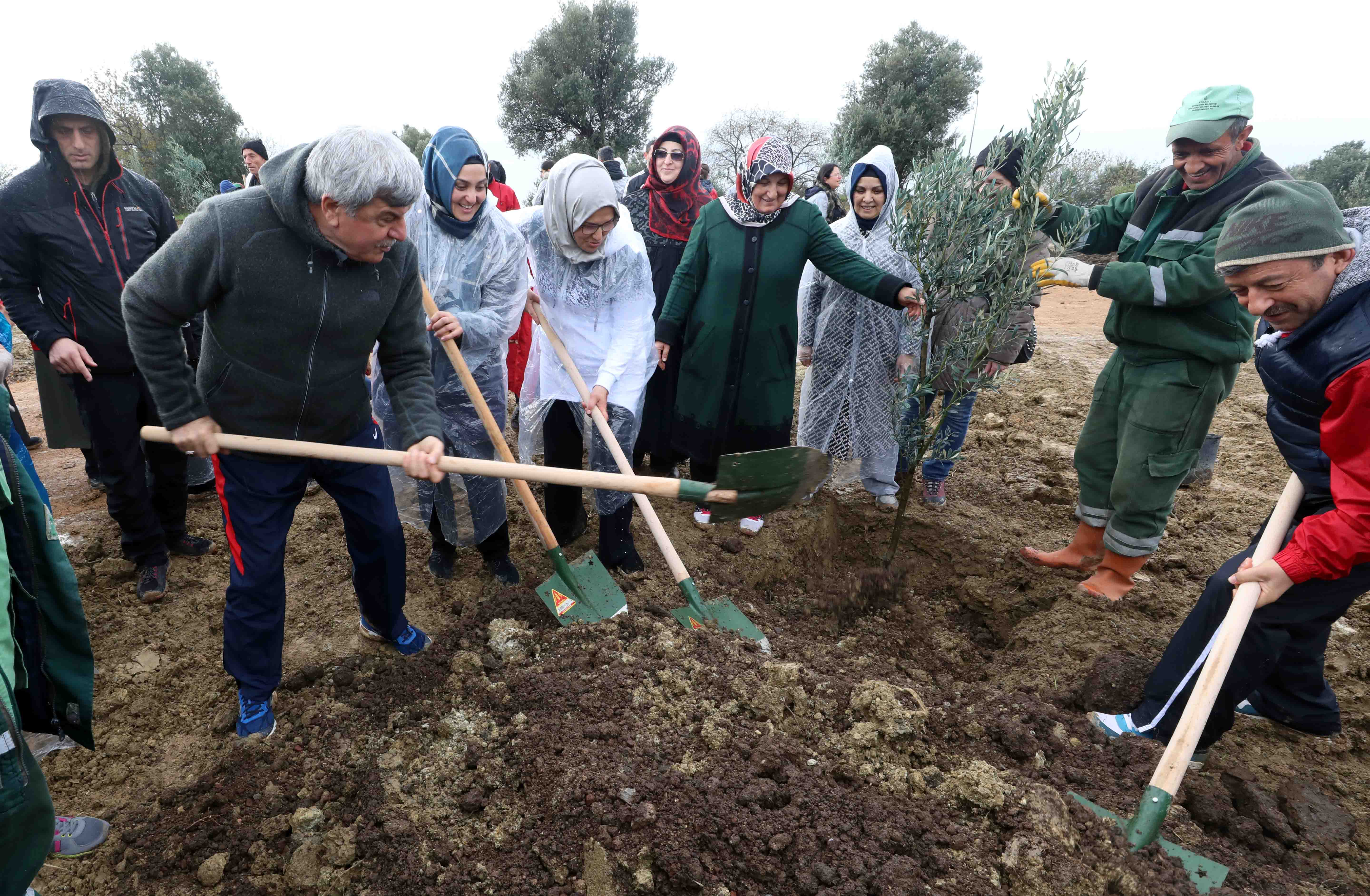  Zeytin ağacı diktiler