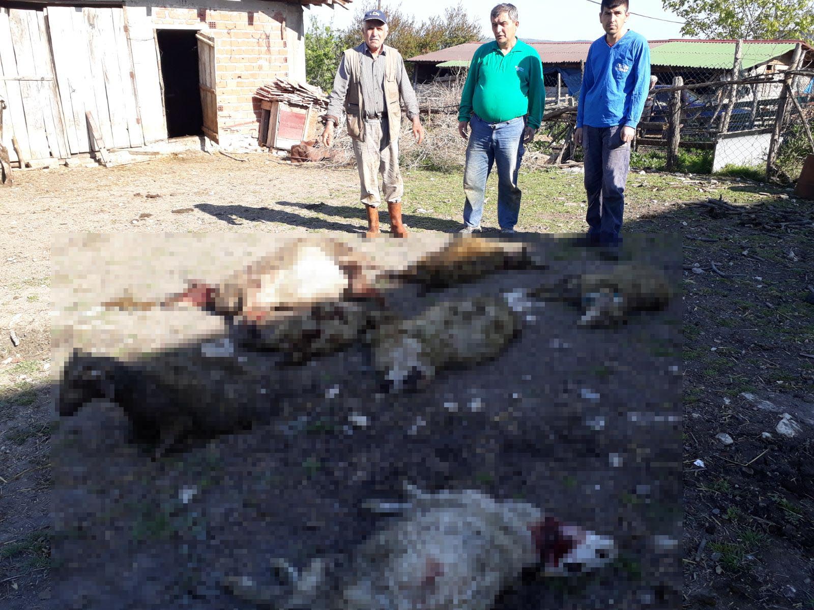 Aç kalan köpekler 7 koyunu telef etti