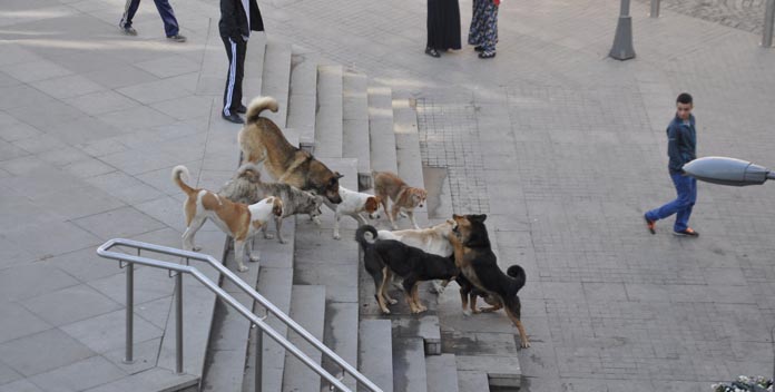 Vatandaşlar sokak köpeklerinden şikâyetçi