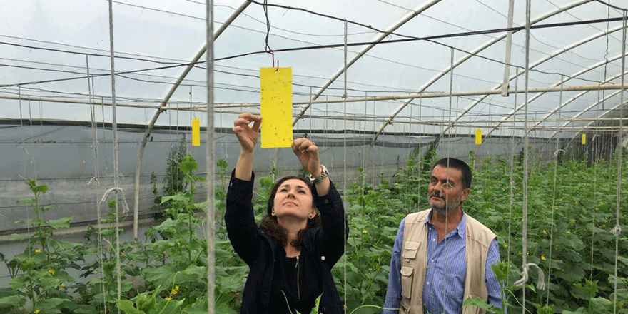 Çiftçiler ilaçsız mücadeleye teşvik ediliyor
