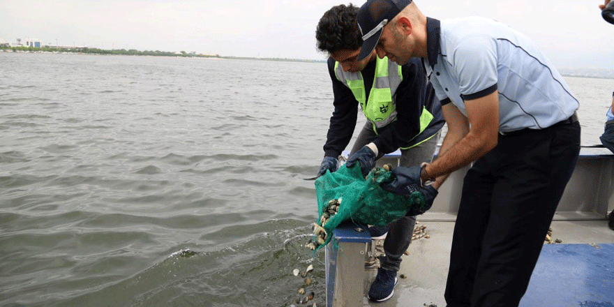 100 kilo midye denize bırakıldı