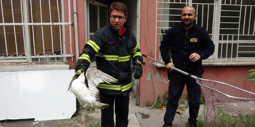 Havalandırma boşluğuna düşen martı kurtarıldı