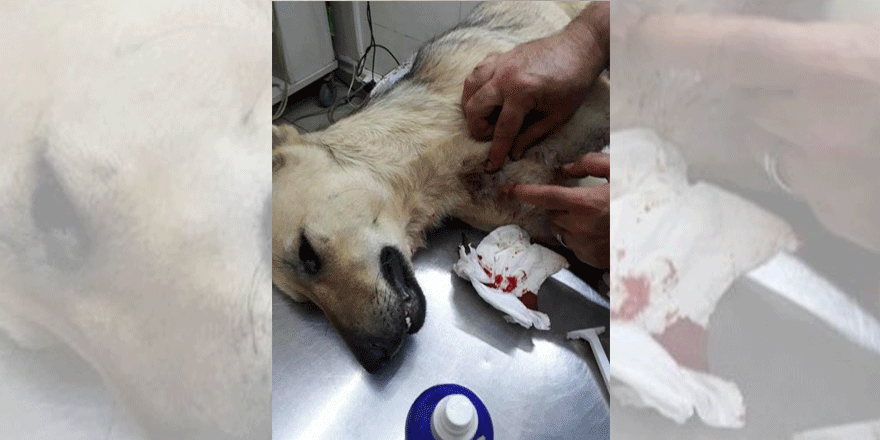 Hayvanlara saldırılar sürüyor