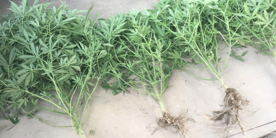 Bahçesine Hint keneviri ekmiş