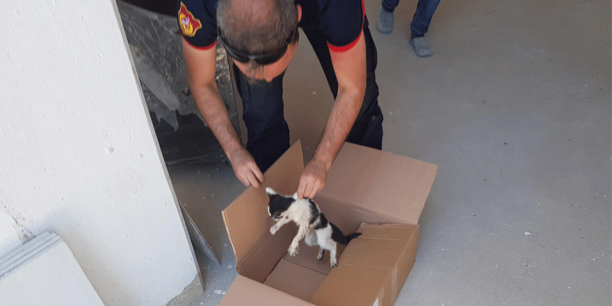 Yavru kedi kurtarıldı