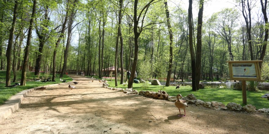 Avrupa’nın en büyük doğal yaşam parkı Ormanya