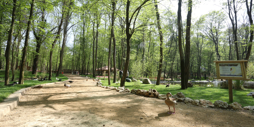 Avrupa’nın en büyük doğal yaşam parkı Ormanya