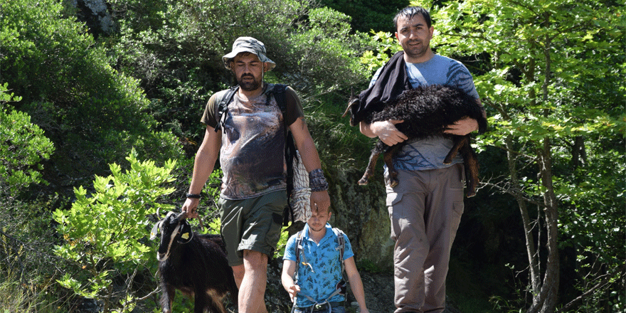 KARADENİZ İNADI KEÇİ İNADINI YENDİ