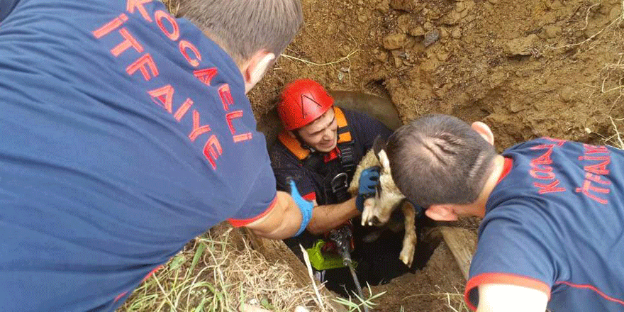 Koyunu itfaiye kurtardı