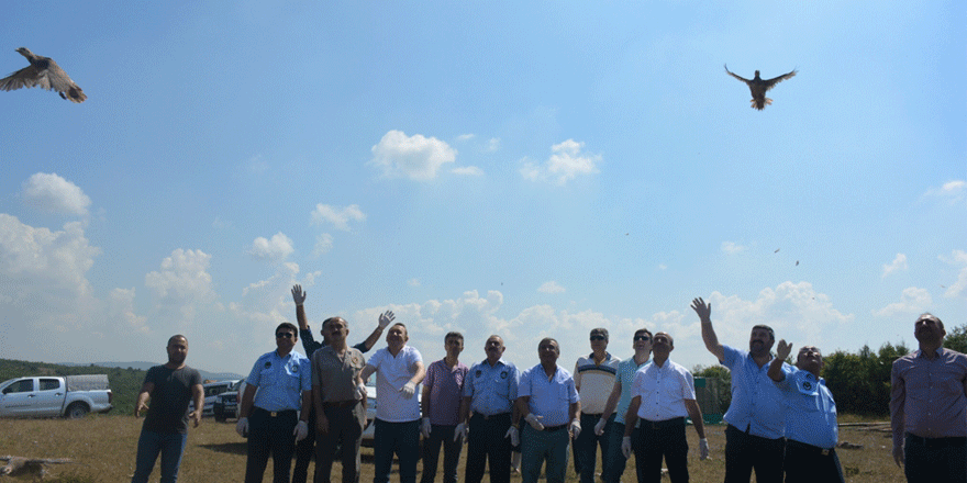 Keklikler doğaya salındı