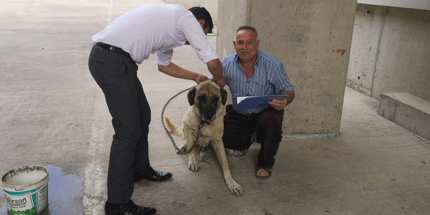 İMES’te sokak hayvanları kimliklendirildi