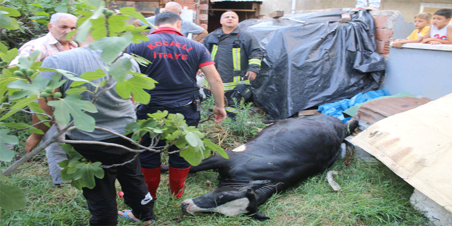 Su kuyusuna düşen inek telef oldu