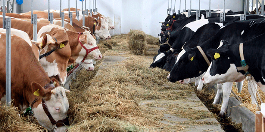 Kurban satış alanı Emek Mahallesi’ne kurulacak