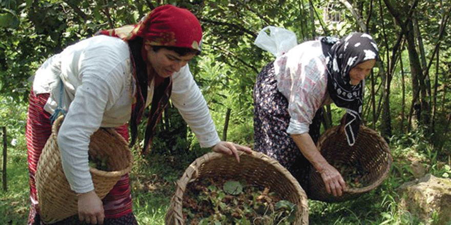 Fındık üreticisi isyanda: Bizi düşünen yok!