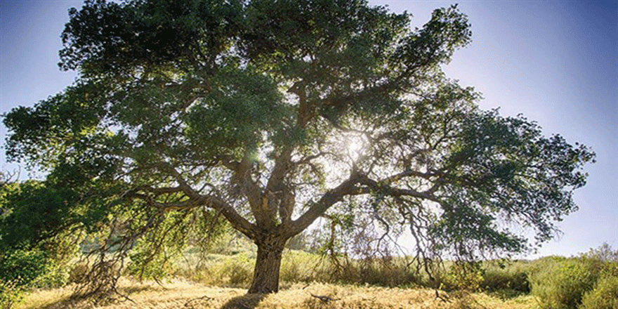 Kum ocağının kapasite artışı için büyük çevre katliamı: 180 bin meşe ve fıstık ağacını kesecekler!