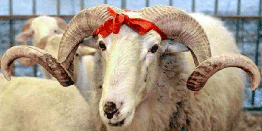 Kurban satış alanlarına başvurular başladı