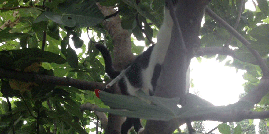 Kediler için müftülük ve belediyeye soruşturma