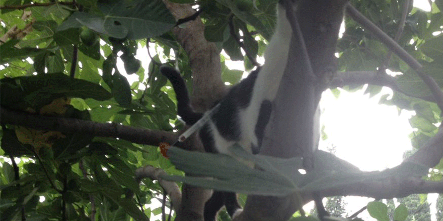 ‘Kedilerin toplanmasından haberim yok’