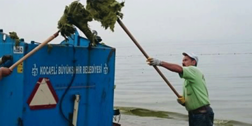 Bayramoğlu sahilde temizlik