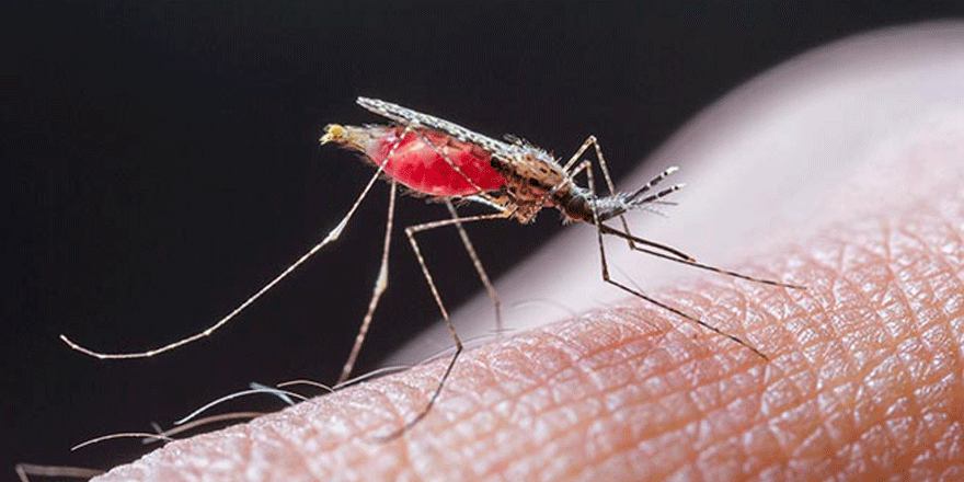 Kocaeli'nin yeni tehlikesi: AEDES