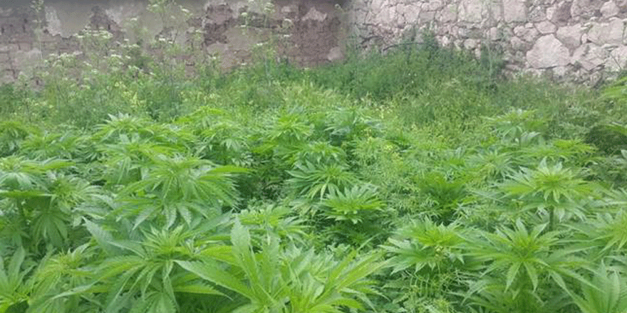 22 kök hint keneviri ele geçirildi