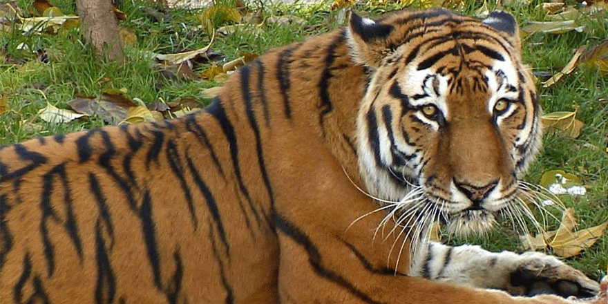 Darıca Hayvanat Bahçesi’ne ilgi yoğun