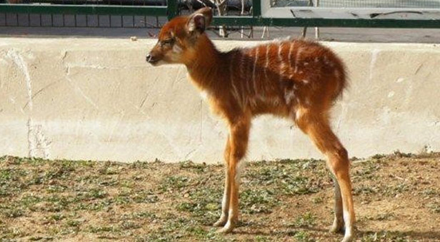 Türkiye'nin ilk sitatunga yavrusu dünyaya geldi