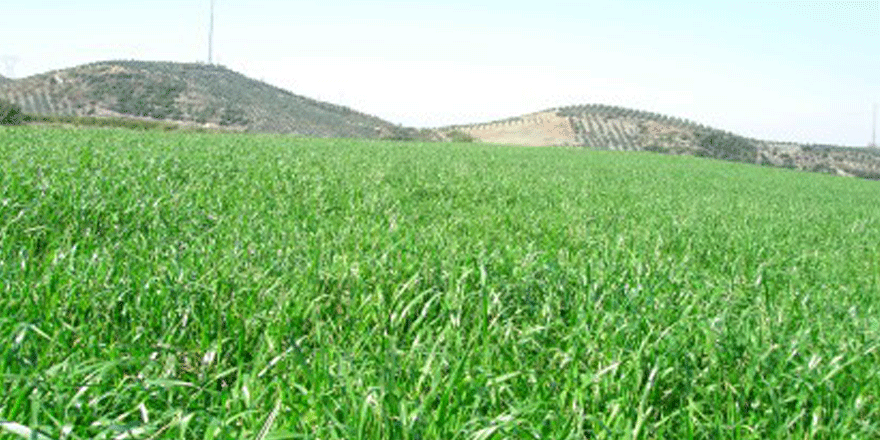 Çiftçilere yem bitkisi tohumu desteği