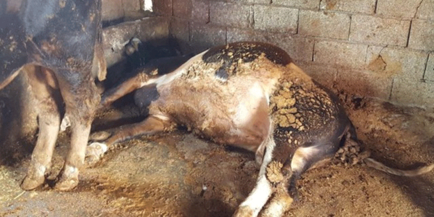 27 kişi şarbon şüphesiyle hastaneye başvurdu