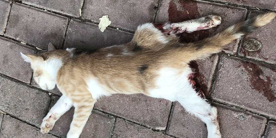 Belediye ekipleri geç geldi kedi öldü