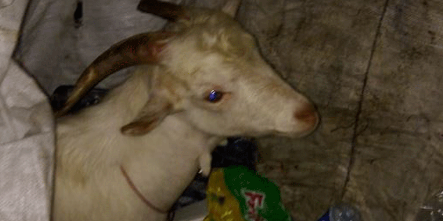 Kâğıt toplayıcısı keçi çaldı!