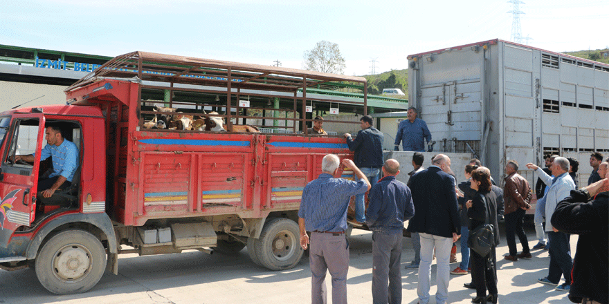 Kocaeli’nde hayvancılık sektörü canlanıyor