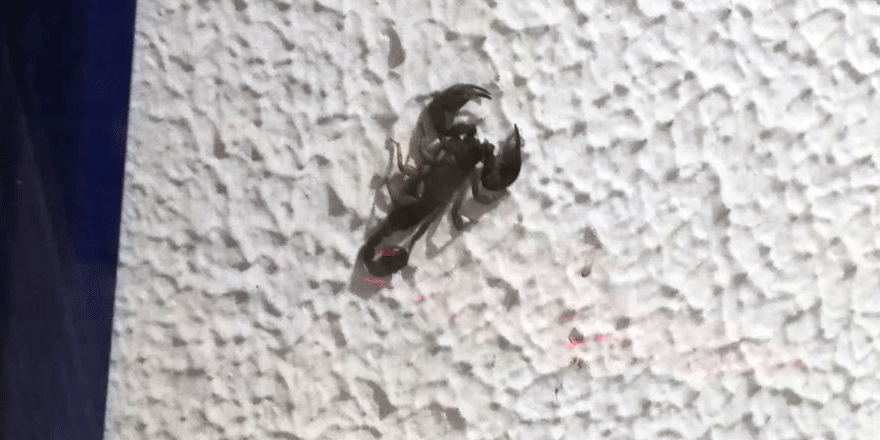 Öğrenci yurdunu akrepler bastı