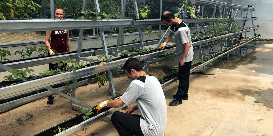 Ekip yetiştirdikleri ürünleri topladılar