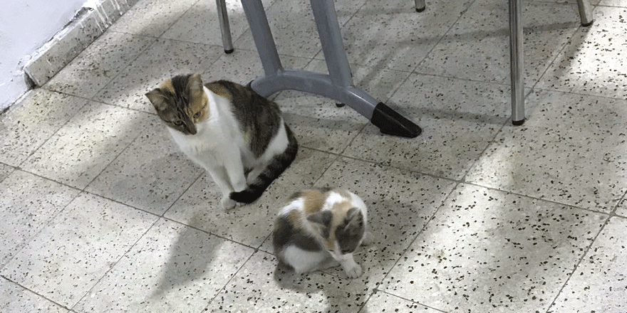 KYK’daki yemekhaneleri hayvanlar bastı 