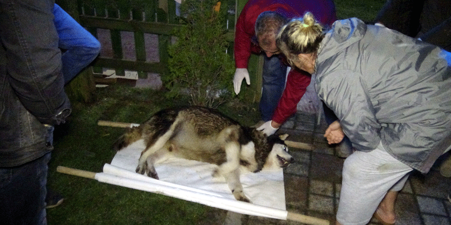 Hasta sokak köpeği için seferber oldular