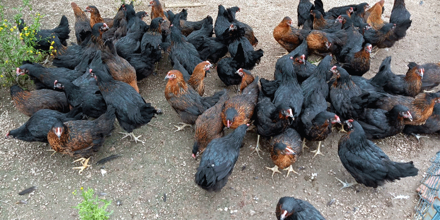 Yüzde 50 hibeli gezen tavuk desteği