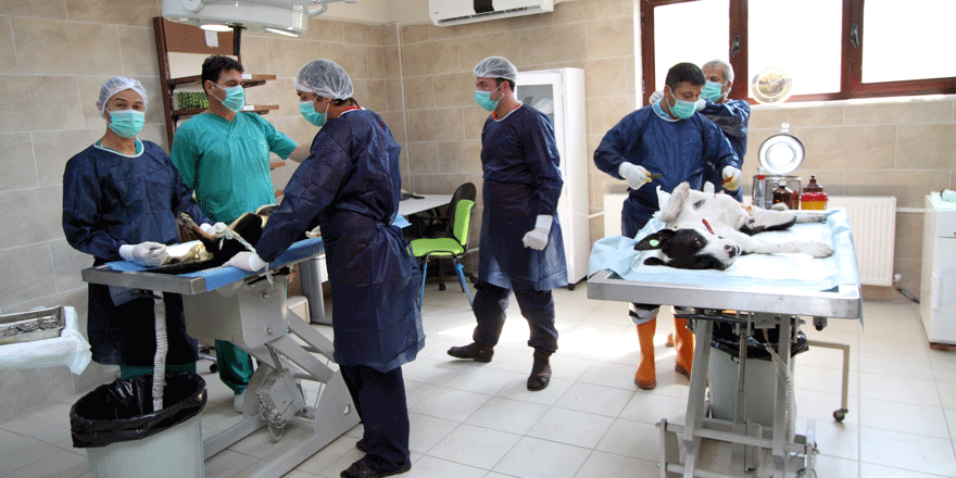 Sokak hayvanlarına 5 yıldızlı bakımevi