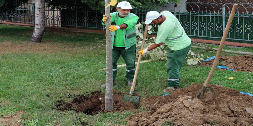 Ağaç dikim sezonu  başladı
