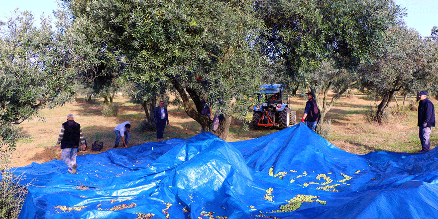 GTÜ Zeytinliğinde Hasat Yapıldı