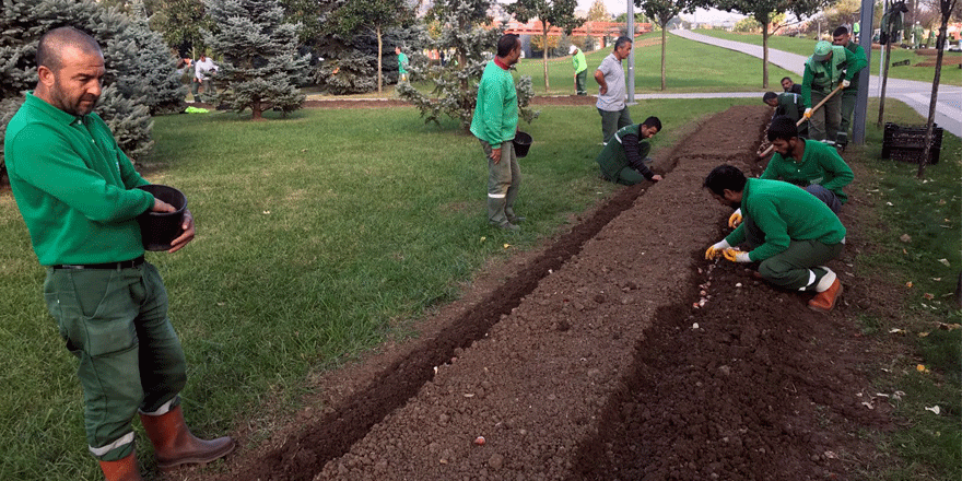 1 milyon lale dikilecek